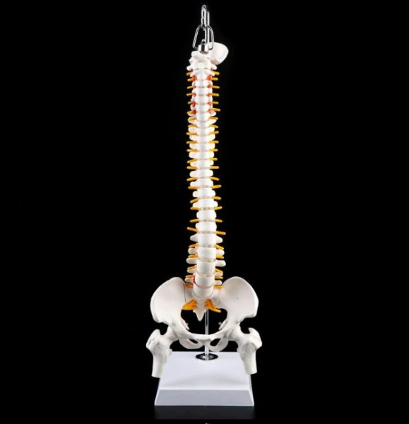 Menschliches Skelett Wirbelsäule 45 cm Flexible