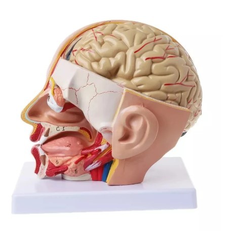 Menschlicher Kopf, Abnehmbar mit Schädel, Gehirn, Aterien