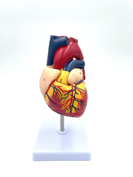 Menschliches Herz Modell