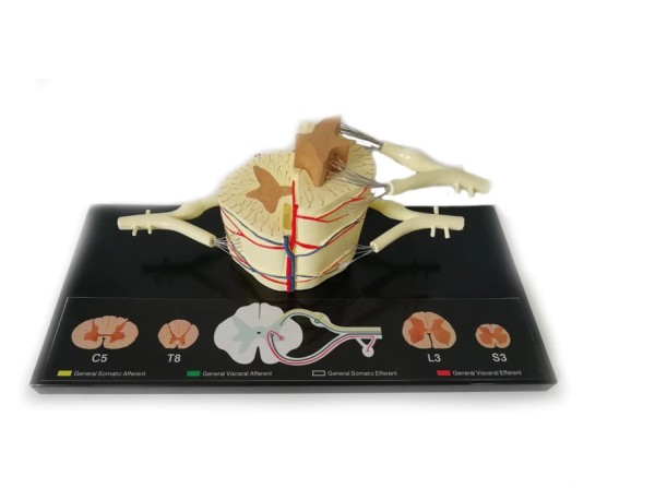 Menschliches Rückenmark-Nerven-Modell