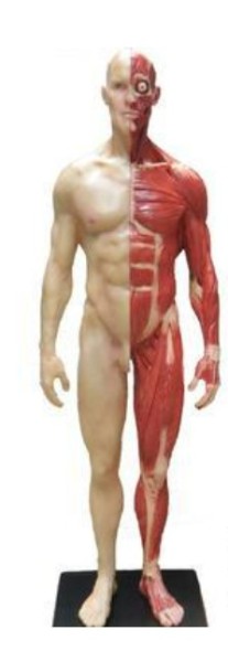 Menschliche Anatomie Skelett 30cm mit abnehmbarer Haut männlich