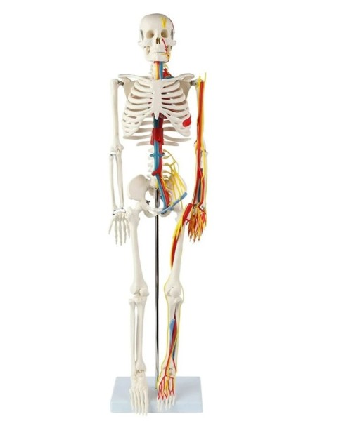 Menschliches Skelett 85cm mit Nerven, Venen und Aterien