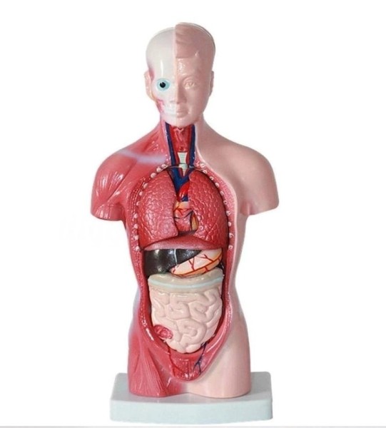 Menschlichen Torso Körper Modell 28cm