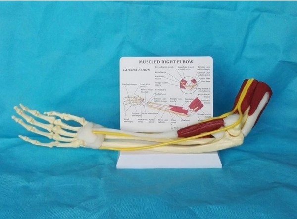 Menschliches Skelett rechter Arm mit Muskelatur