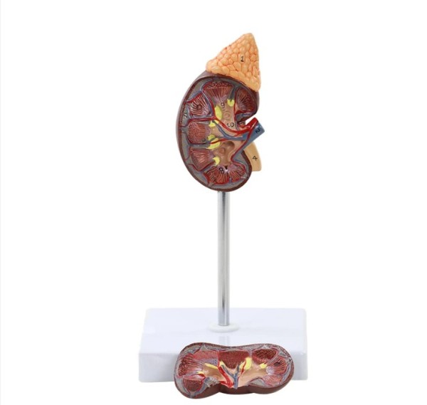 Menschliche Niere Nebennieren Drüse Anatomie Modell