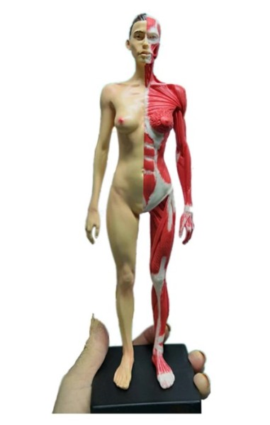 Menschliche Anatomie Skelett 30cm mit abnehmbarer Haut weiblich